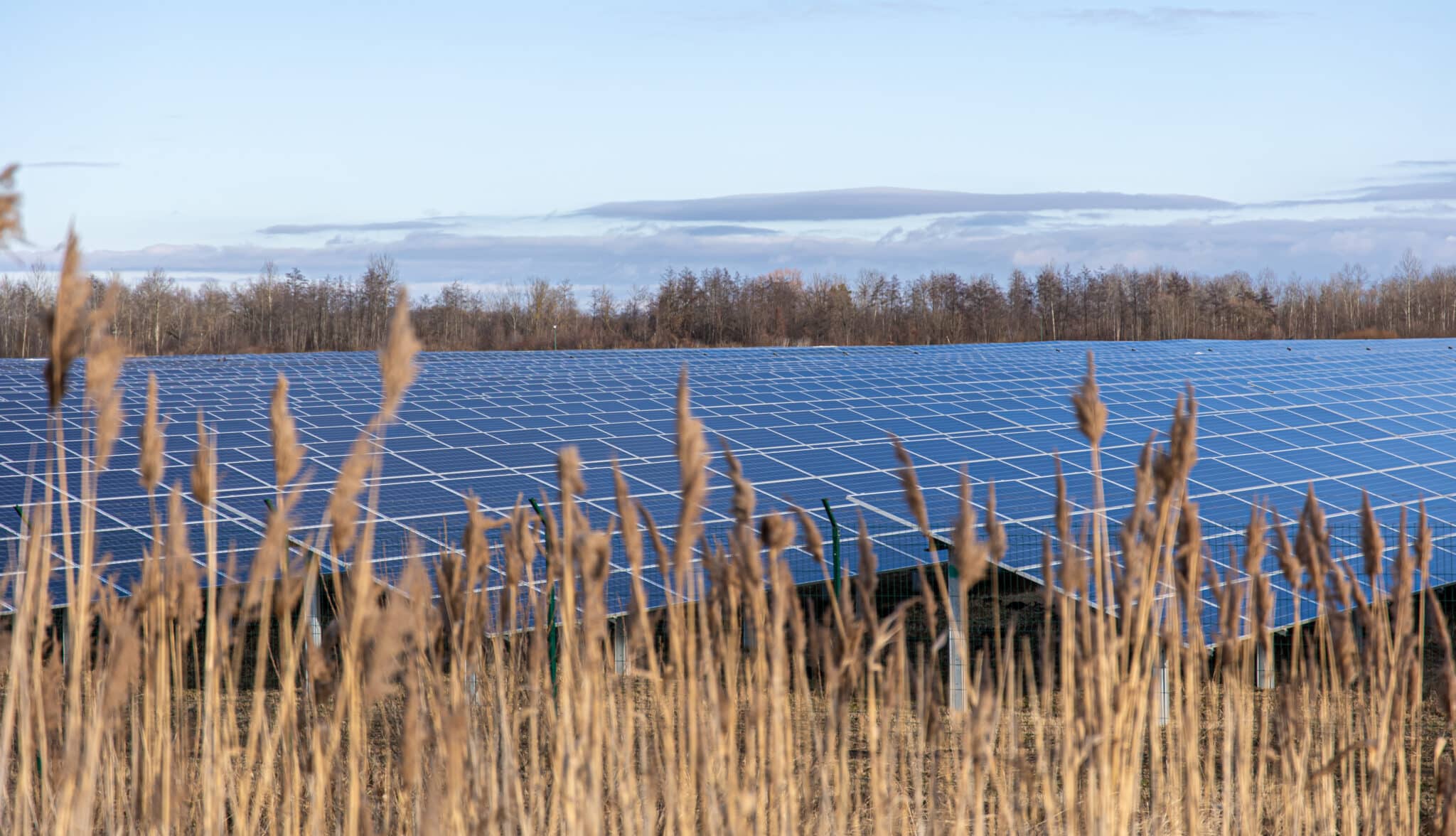 Electric farm with panels for producing clean ecologic energy.